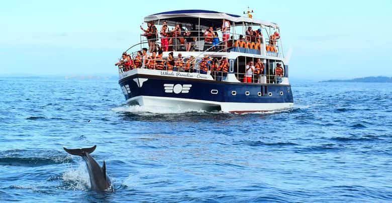 Mirissa Whale Watching, Tour A Once-in-a-Lifetime Experience