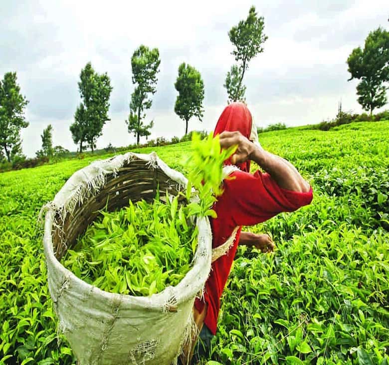 Nuwara Eliya Full day: 5Waterfalls, 2Tea Test & pick by TUK